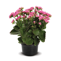 imagem de FLOR KALANCHOE P11 UN